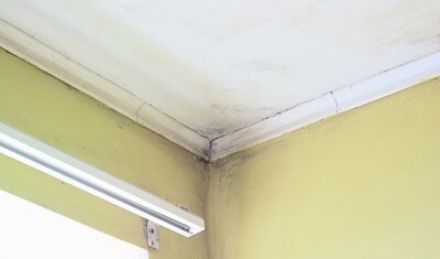 corner of ceiling with mold on wall and ceiling