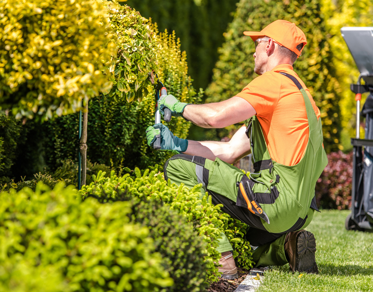 landscaping technician cutting bushes